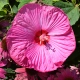 HIBISKUS Ketmia bagienny różowy Luna Rose